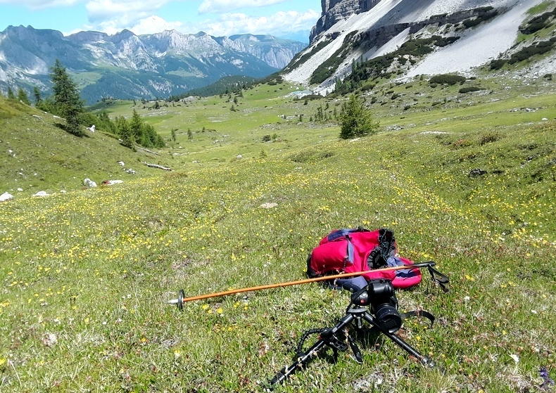 La Nigritella widderi nelle Dolomiti di Brenta.